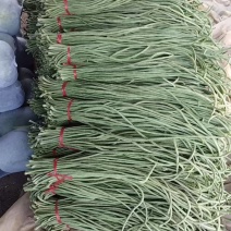 精品长豆角，产地直发，量大从优诚信经营可发货