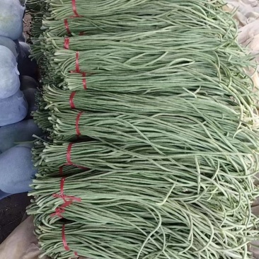 精品长豆角，青条豆角产地直发，量大从优诚信经营可发货