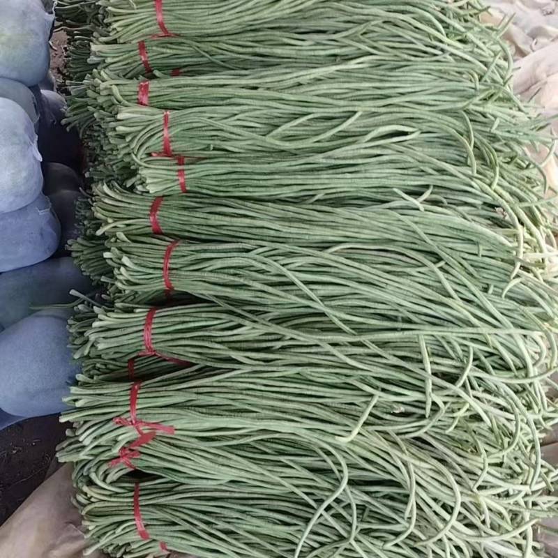 精品长豆角，青条豆角产地直发，量大从优诚信经营可发货