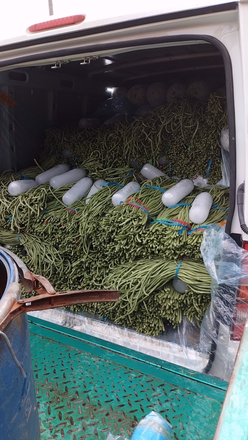 精品长豆角，青条豆角产地直发，量大从优诚信经营可发货