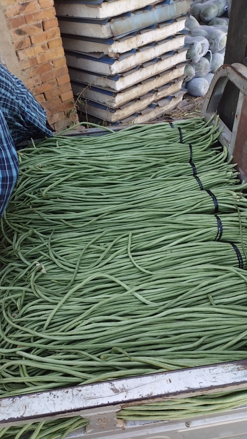 精品长豆角，青条豆角产地直发，量大从优诚信经营可发货