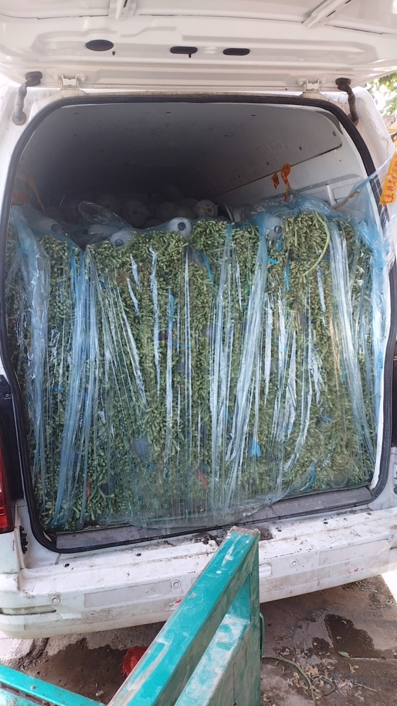 精品长豆角，青条豆角产地直发，量大从优诚信经营可发货