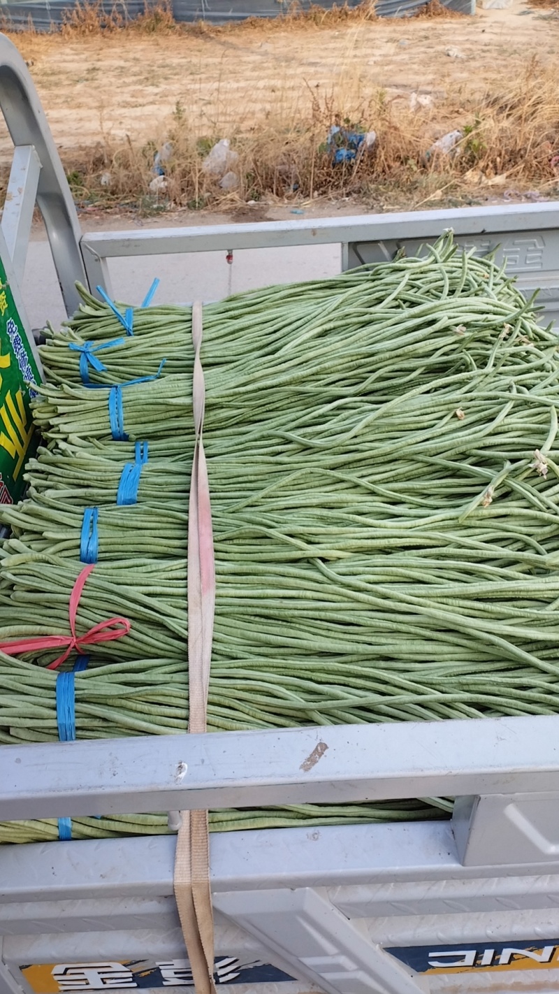 精品长豆角，青条豆角产地直发，量大从优诚信经营可发货