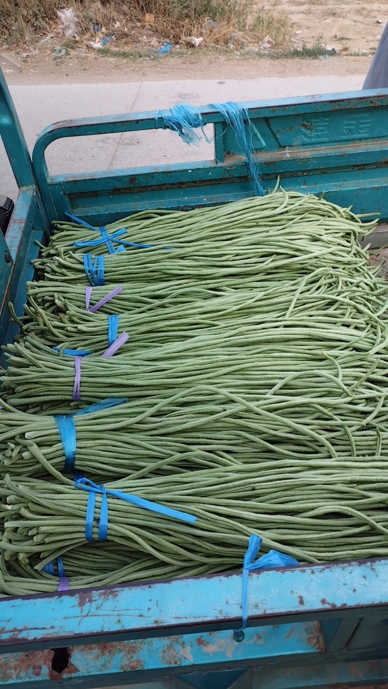精品长豆角，青条豆角产地直发，量大从优诚信经营可发货