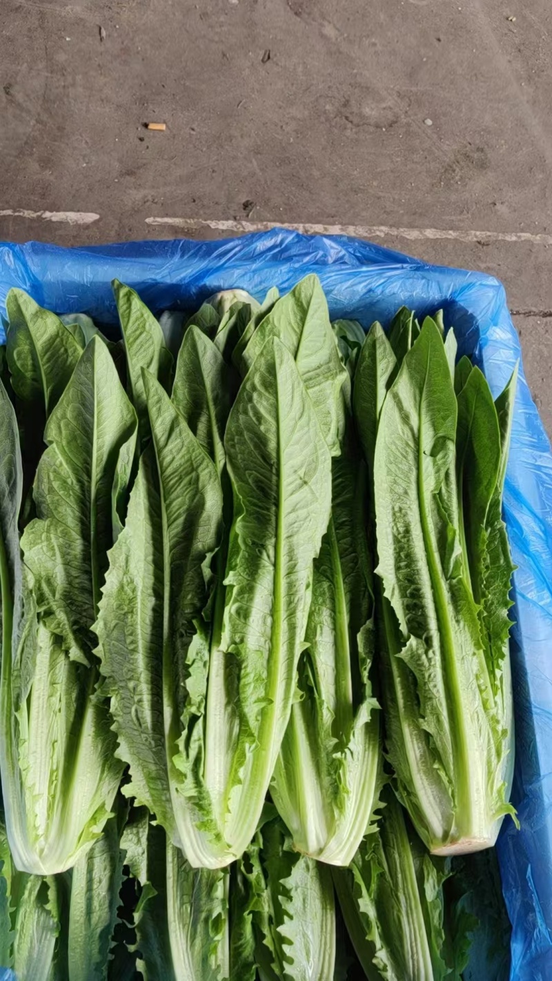 河北邯郸生菜蔬菜大量有货基地直供可视频看货