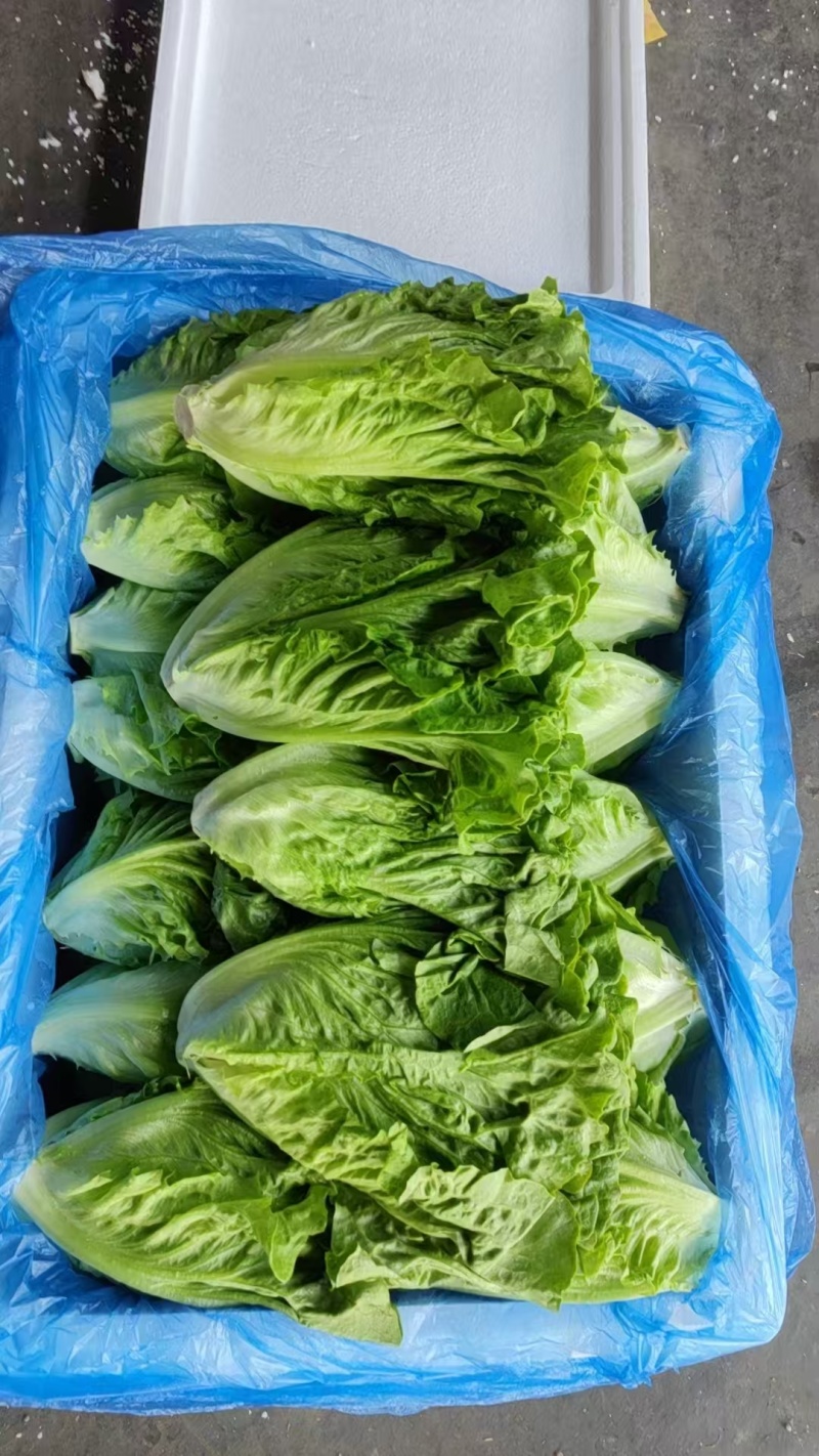 河北邯郸生菜蔬菜大量有货基地直供可视频看货