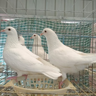 白玉王肉鸽