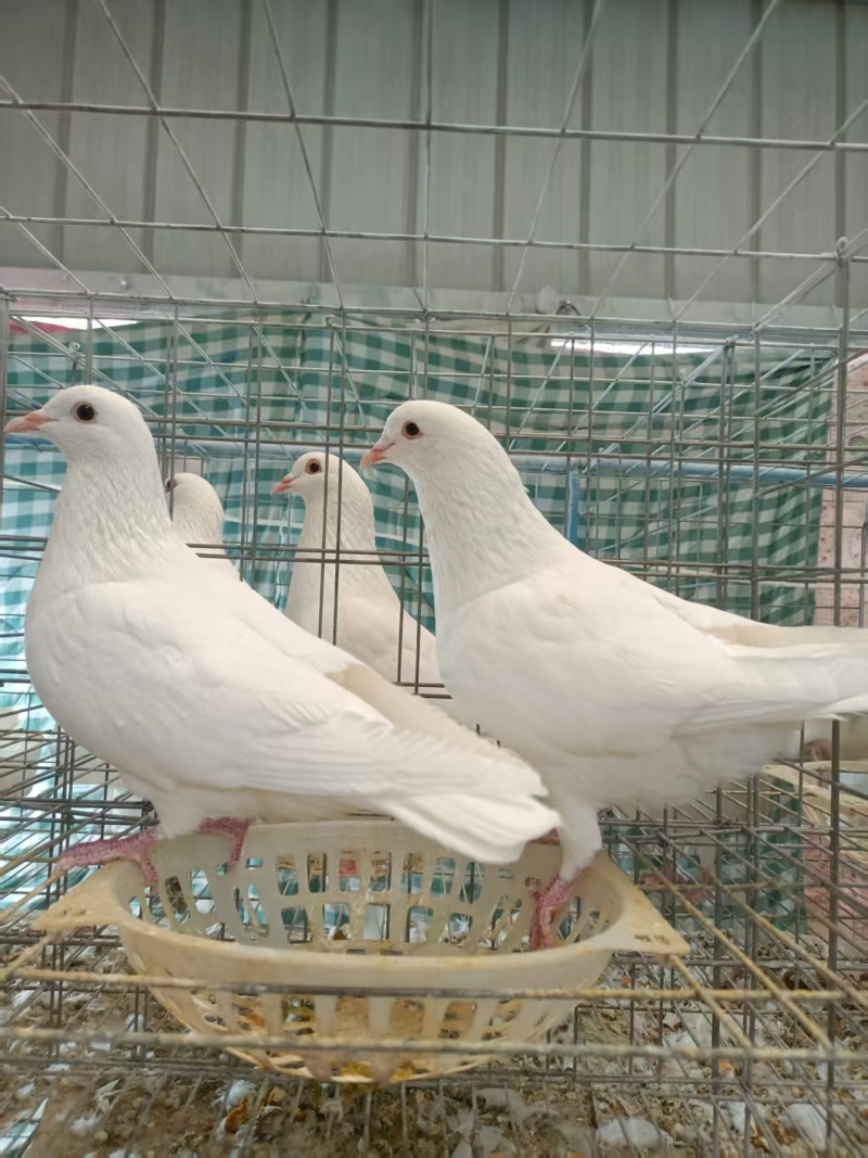 白玉王肉鸽