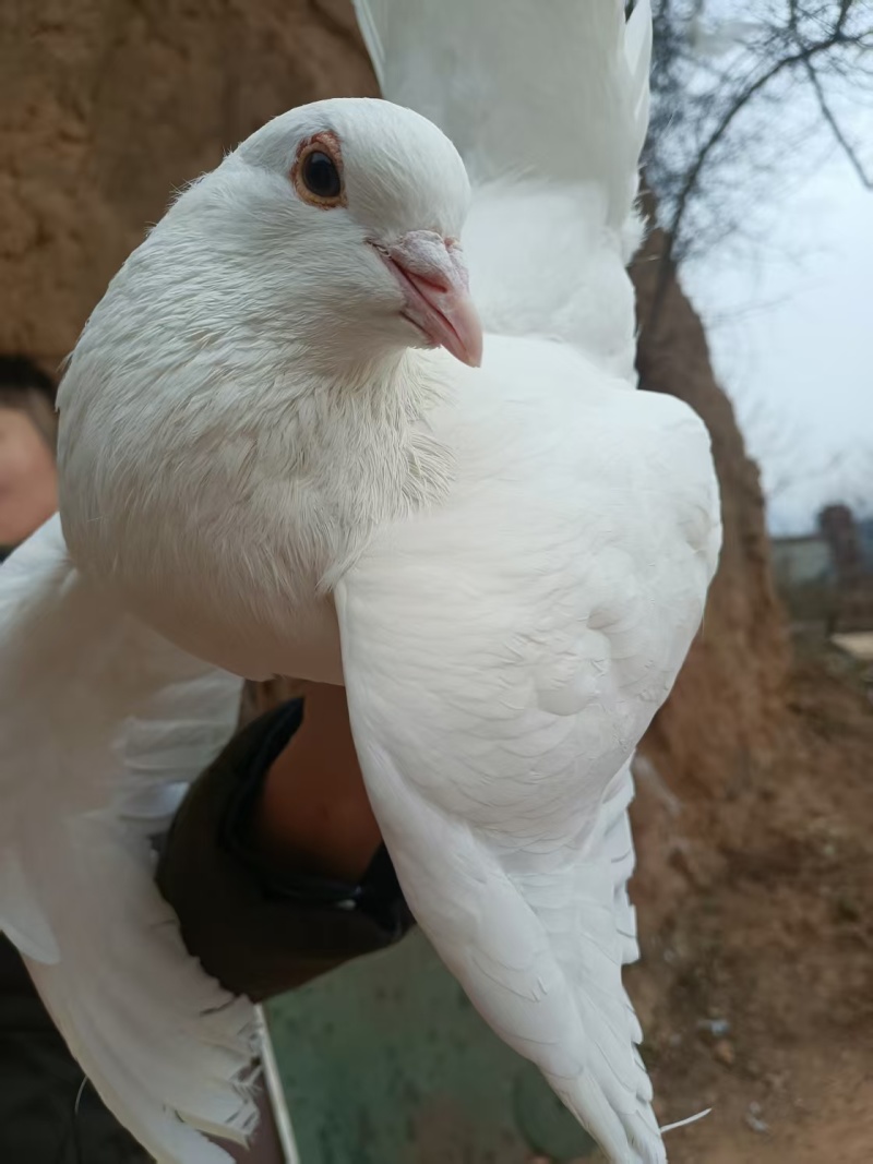 白玉王肉鸽