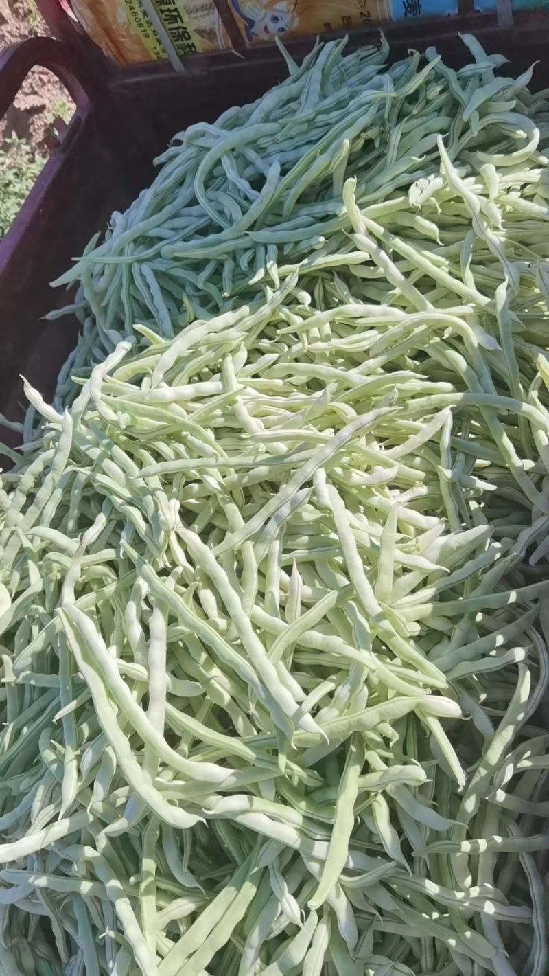 大量供应精品王中王白肉豆，产地直发，欢迎各位老板下单