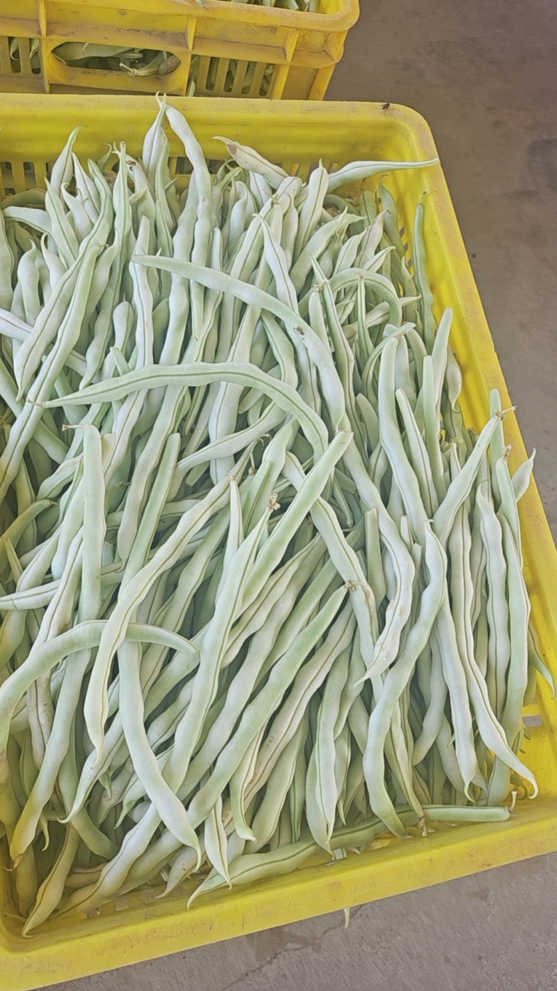 大量供应精品王中王白肉豆，产地直发，欢迎各位老板下单