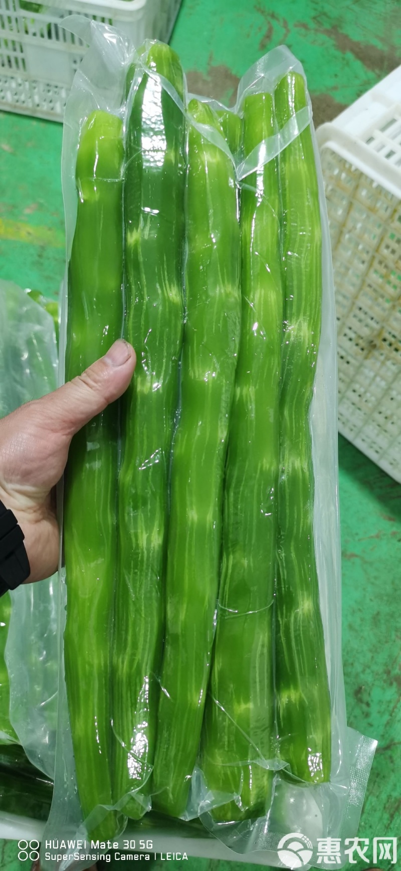 兰陵莴笋肉去皮莴笋净莴笋产地直供货源充足