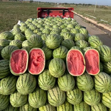 金城5，双红瓤，皮薄，口感甜，瓜行好，城信代发全国！