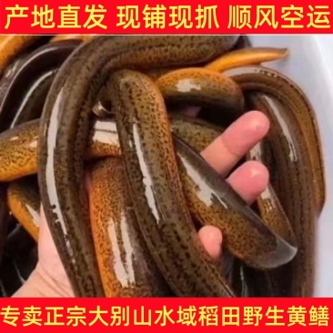 野外野生土黄鳝稻田现捕现抓新鲜黄鳝鲜活活体鳝鱼天然黄鳝