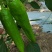 牛椒上市中