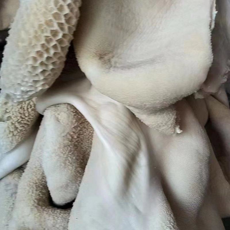 水退毛熟牛肚