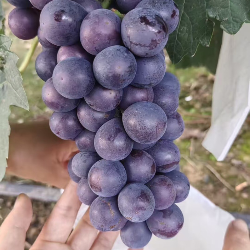 夏黑葡萄/阳光玫瑰葡萄大量有货基地直供可视频看货