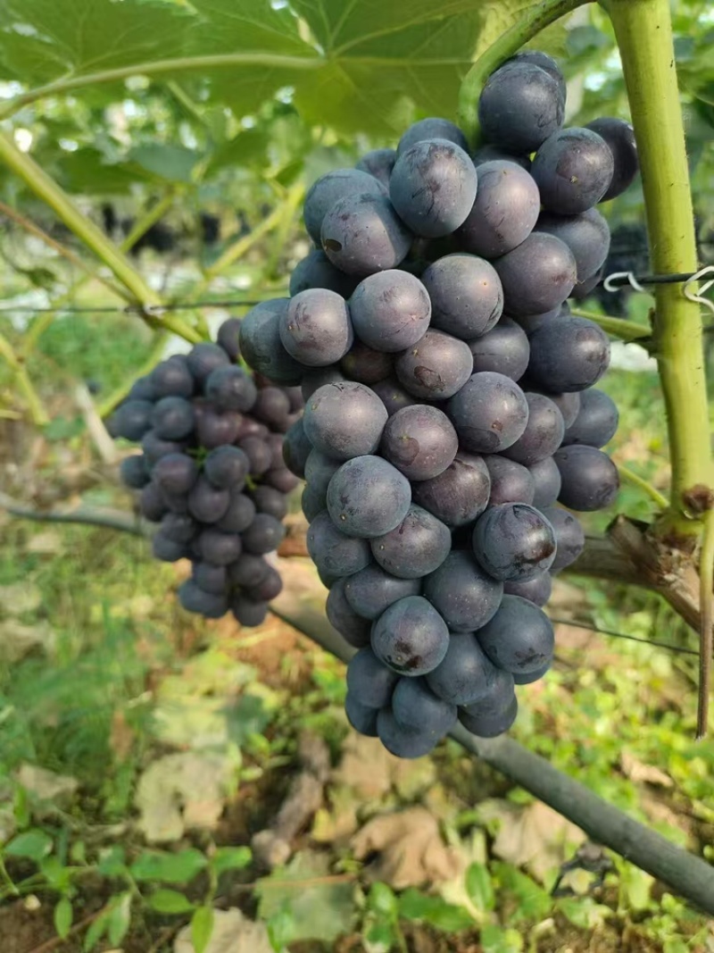 夏黑葡萄/阳光玫瑰葡萄大量有货基地直供可视频看货
