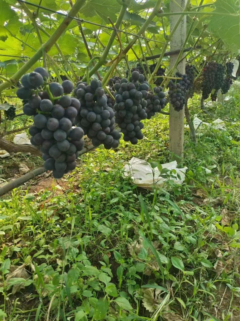 夏黑葡萄/阳光玫瑰葡萄大量有货基地直供可视频看货