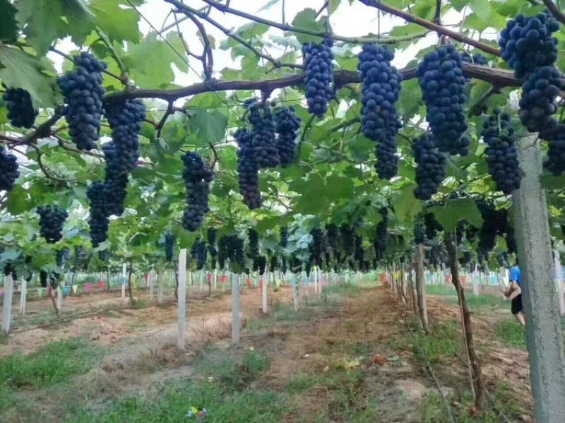 夏黑葡萄/阳光玫瑰葡萄大量有货基地直供可视频看货