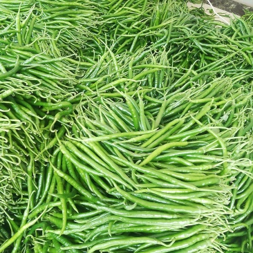 精品线椒贵州基地直供质量保证一手货源对接商超市场