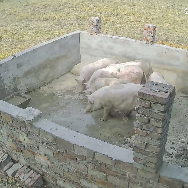 自养土杂猪