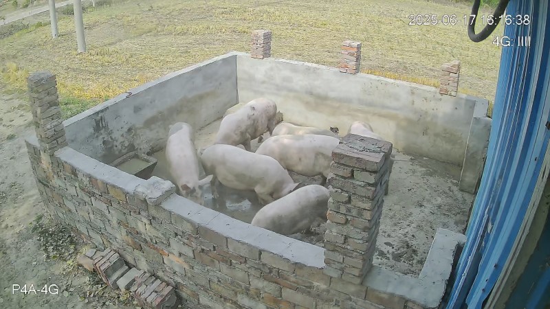 自养土杂猪