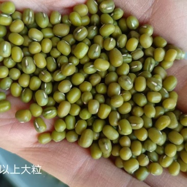 精品绿豆货源充足量大从优质量保证诚信经营欢迎咨询