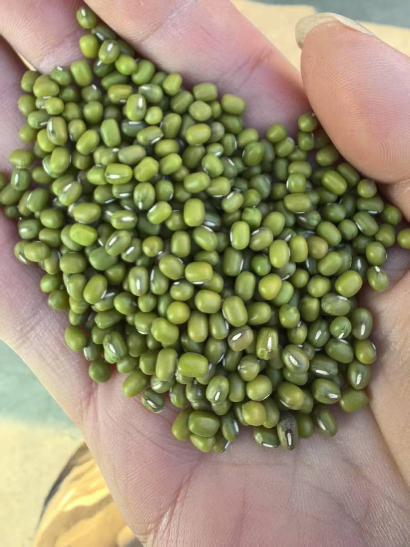 精品绿豆货源充足量大从优质量保证诚信经营欢迎咨询