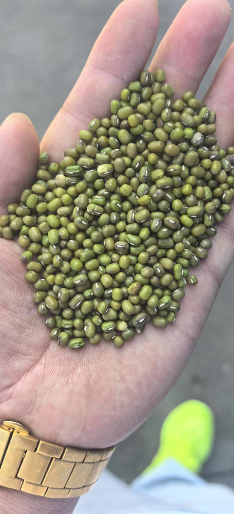 精品绿豆货源充足量大从优质量保证诚信经营欢迎咨询