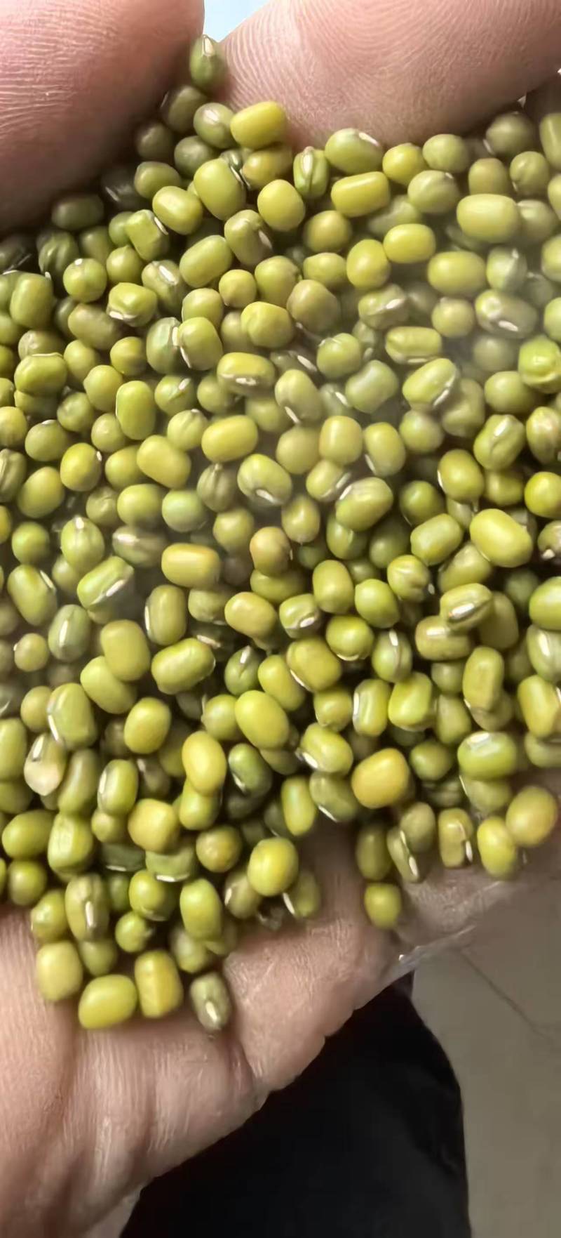 精品绿豆货源充足量大从优质量保证诚信经营欢迎咨询
