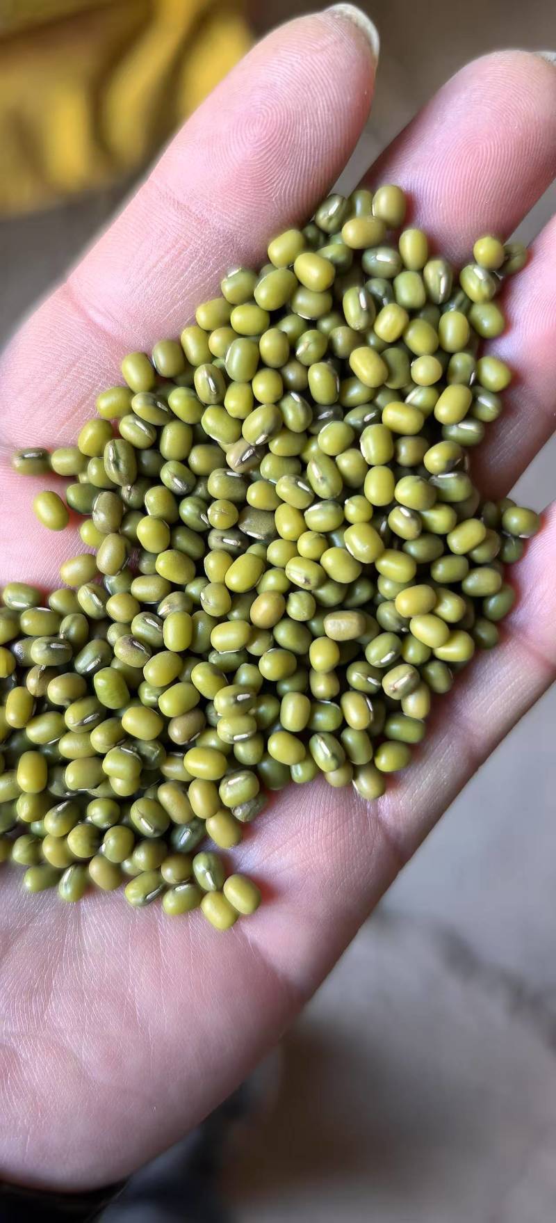 精品绿豆货源充足量大从优质量保证诚信经营欢迎咨询