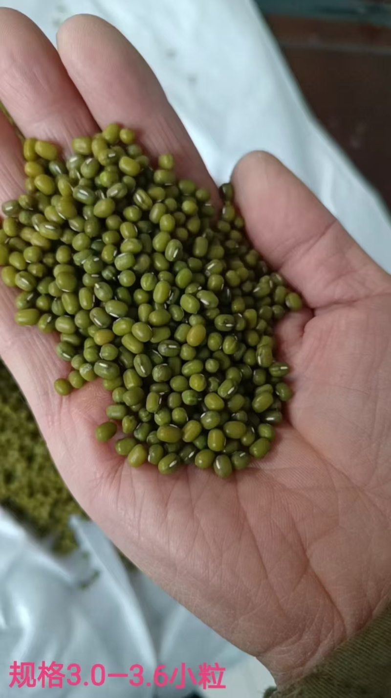 精品绿豆货源充足量大从优质量保证诚信经营欢迎咨询