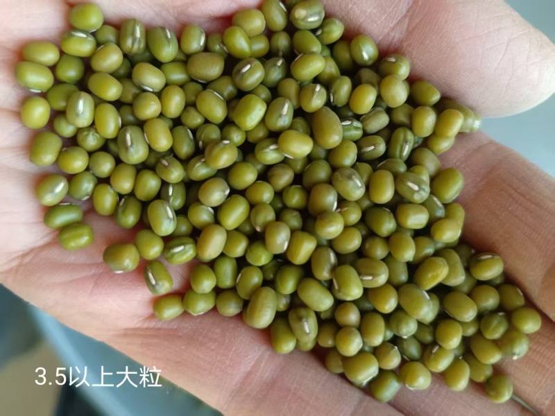 精品绿豆货源充足量大从优质量保证诚信经营欢迎咨询