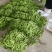 扁豆角大量上市