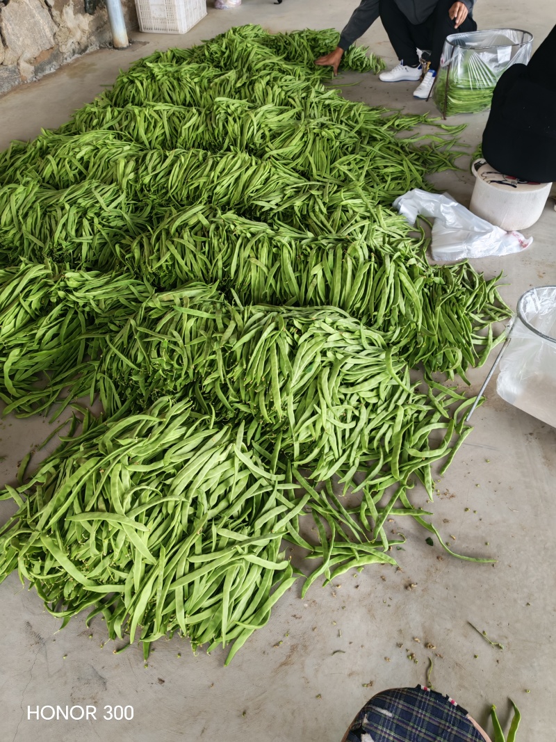 扁豆角大量上市