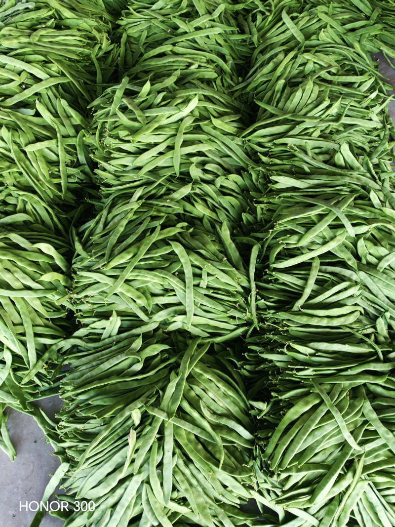 扁豆角大量上市