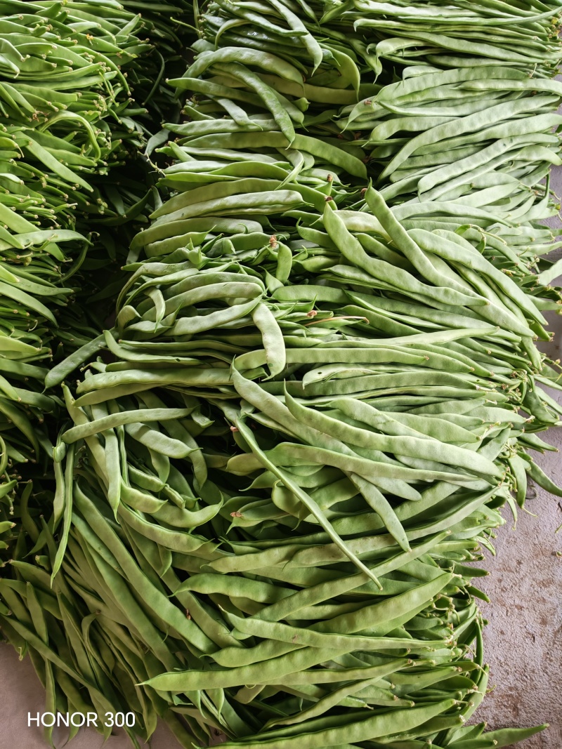 扁豆角大量上市