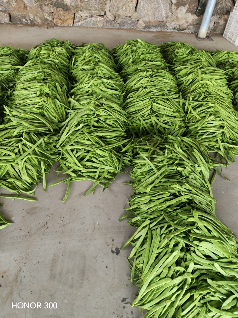 扁豆角大量上市