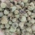 復盆子精品统货价格可选质量和售后我来保证有需要的下单就可