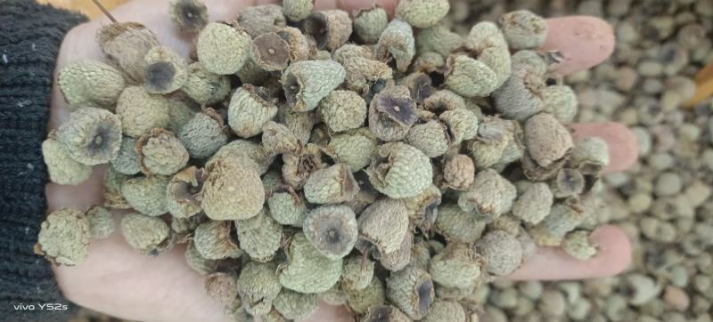 復盆子精品统货价格可选质量和售后我来保证有需要的下单就可