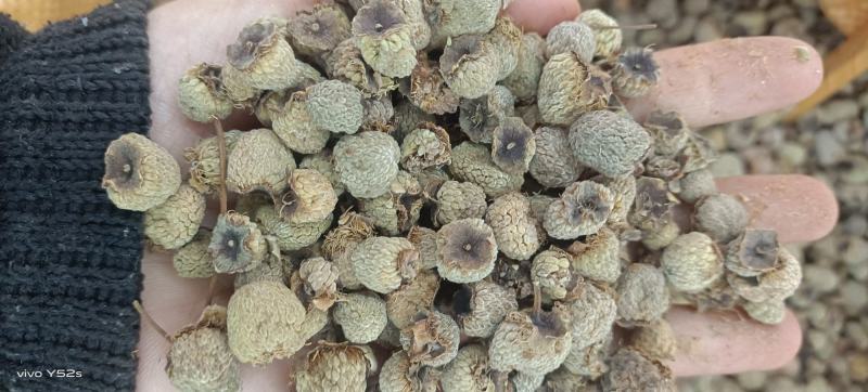 復盆子精品统货价格可选质量和售后我来保证有需要的下单就可