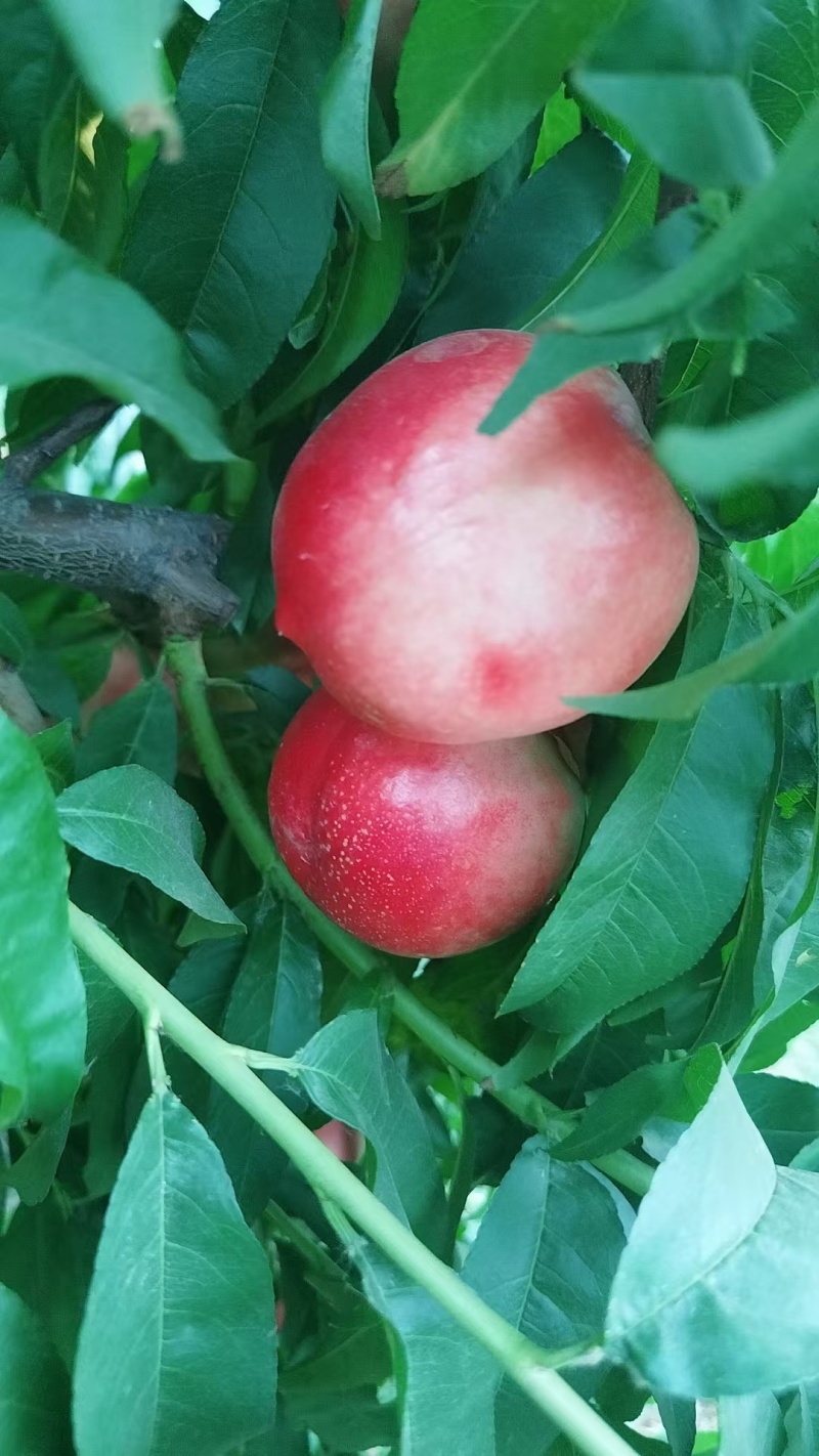 油桃白心