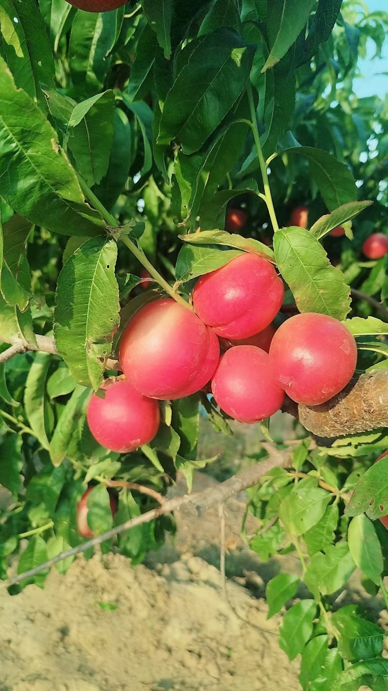 油桃白心