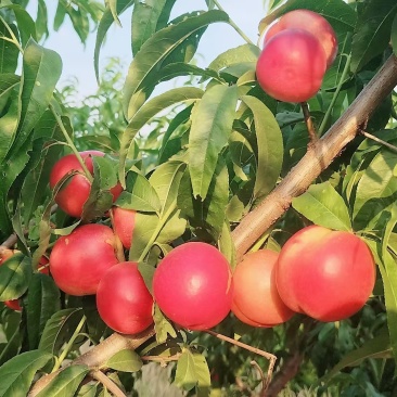 油桃白心