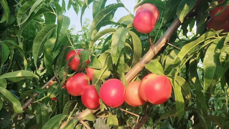 油桃白心