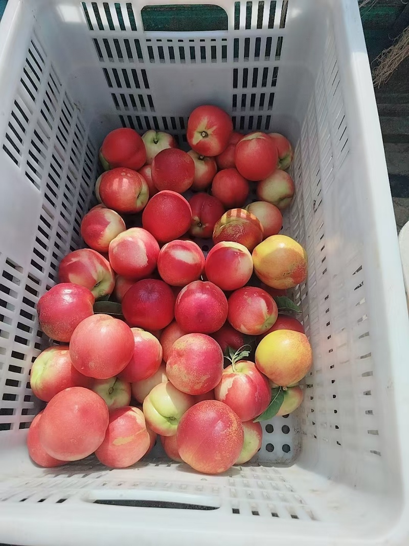油桃白心