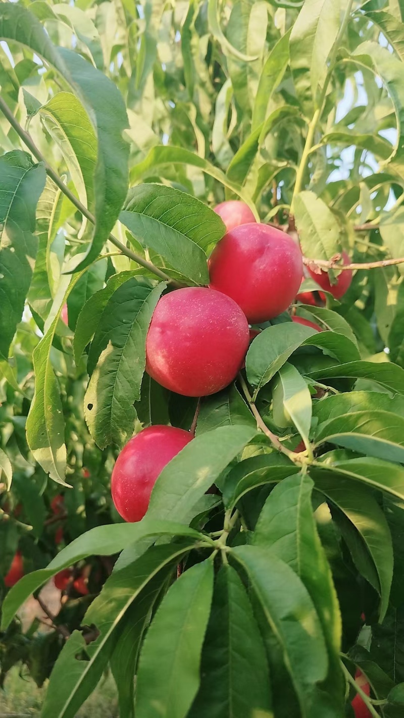 油桃白心