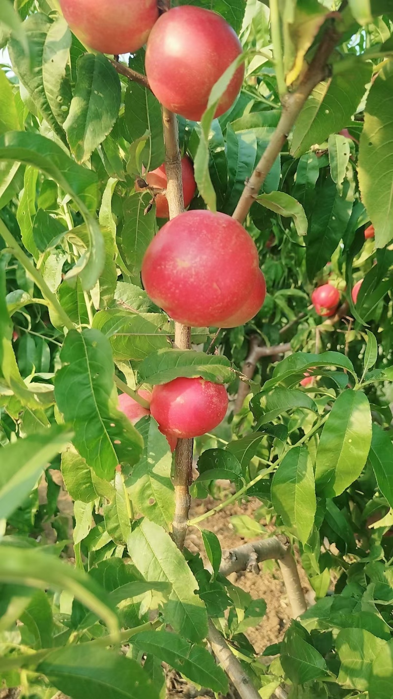 油桃白心