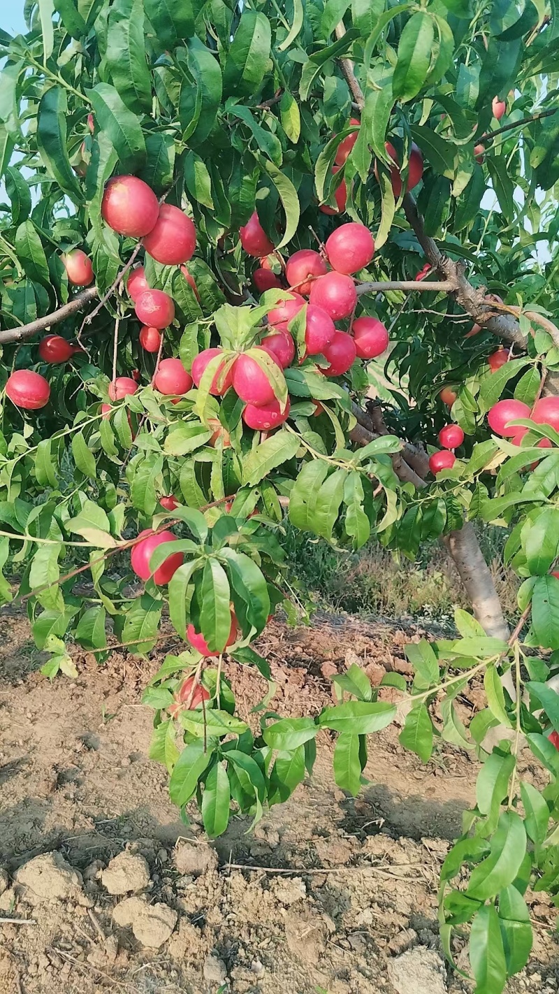 油桃白心